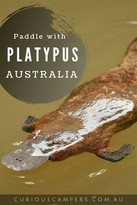 Lake Elizabeth Platypus Tour What To Expect