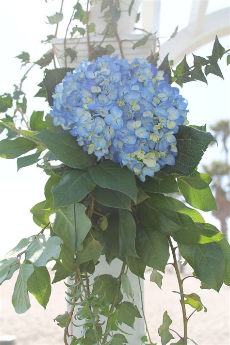 A Cluster Of Blue Hydrangea And Garden Greens On A Bridal Arch On The