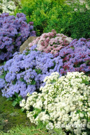 Agerato Ageratum Houstonianum Mill