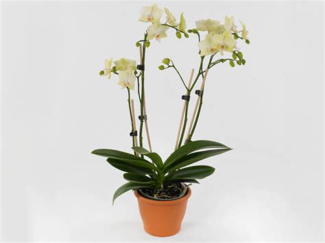 Phalaenopsis Multifloratypes Floriclone Suri