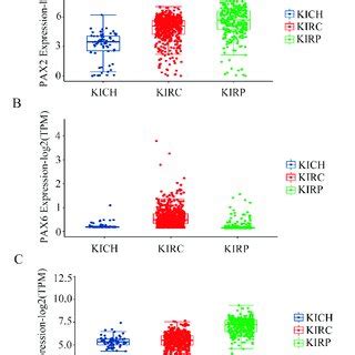 Analysis Of Pax Gene Expression In Rcc Cell Lines Using Rt Qpcr The