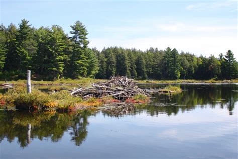 Ultimate Guide to Camping in Killarney Provincial Park