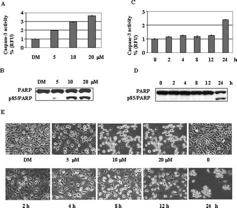 Induction Of Apoptosis By WA In PC 3 Cells A And B Dose Dependence