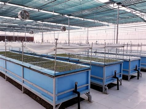 Aeroponics System - Aeroponics Latest Price, Manufacturers & Suppliers