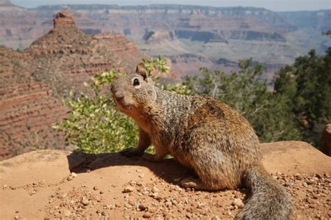 Les 8 Choses Insolites à Savoir Sur Le Grand Canyon Geo