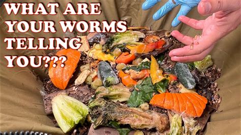 Are You Listening To Your Worm Bin Vermicompost Worm Farm Youtube