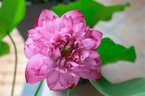 Fondo De Hoja Verde Flor De Loto Rosa Planta Loto Flores Frescas