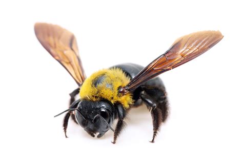 Life Span Of A Carpenter Bee