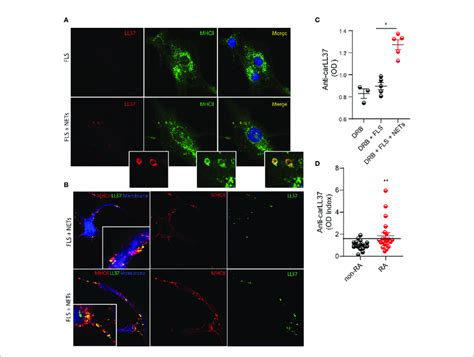 FLSs Internalize Carbamylated LL37 And Induce Antigen Specific