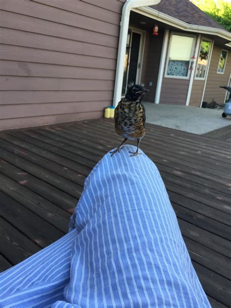 A Bird Landed On Me Today Aww
