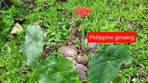 Philippine Ginseng Plant At Encarnacion Farm Dolores Quezon Herbal