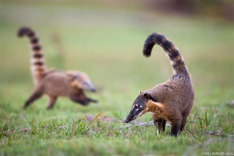 Coatis | Photos Pictures Images