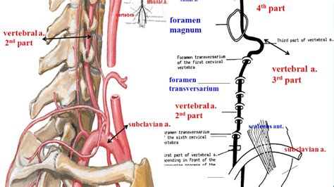 Vertebral Artery Anatomy Anatomical Charts And Posters