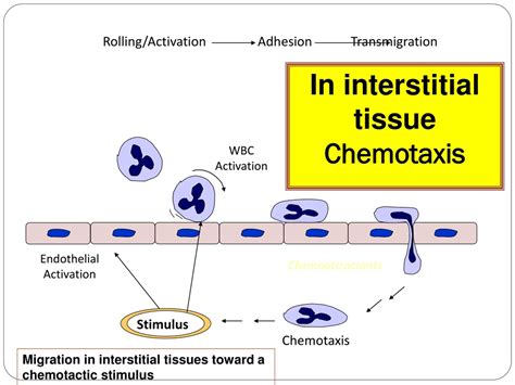 Ppt Cellular Events In Acute Inflammation Powerpoint Presentation Free Download Id8938410