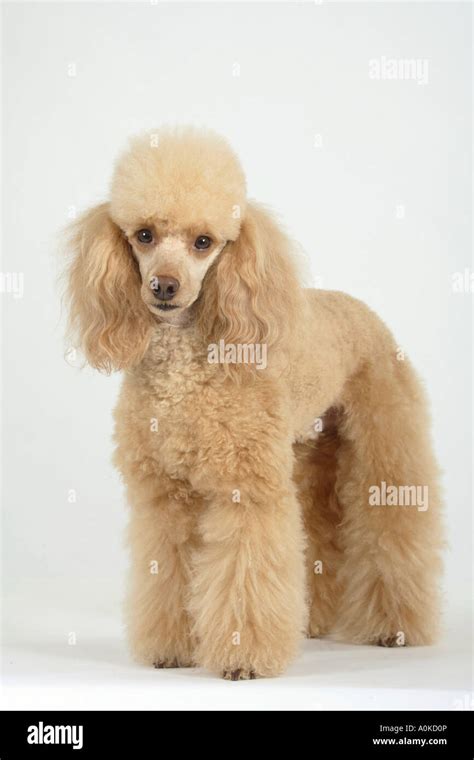 Miniature Poodle Apricot Stock Photo Alamy