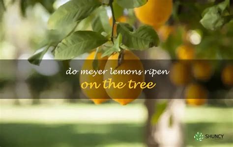 Do Meyer Lemons Ripen On The Tree Shuncy