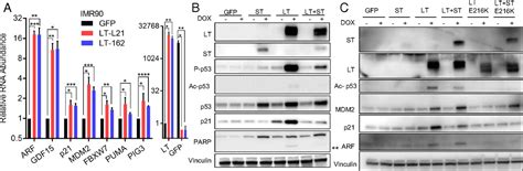 Dual Inhibition Of Mdm2 And Mdm4 In Virus Positive Merkel Cell