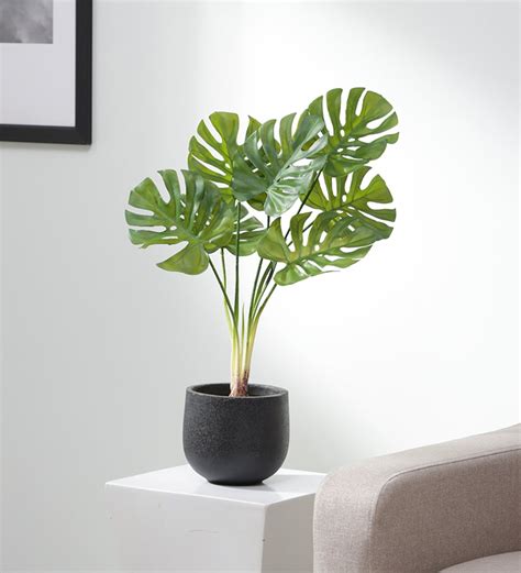 Buy Plastic Stella Green Dracaena Artifical Without Pot Artificial ...