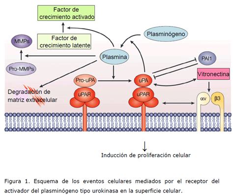 Impacto Cl Nico Del Sistema De Activaci