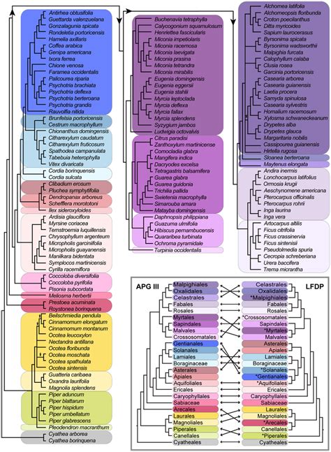 Phylogenetic Relationships Of The Woody Plant Taxa In The Luquillo