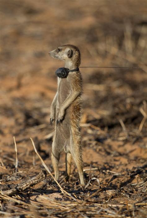 Preliminary Work At The Kalahari Meerkat Project Popecol