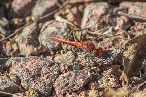 Premium Photo | Dragonfly beautiful dragonfly in the nature habitat the ...