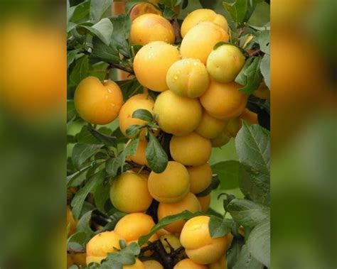 Купить колоновидные сорта сливы с доставкой по Минску и Беларуси - Zelensad