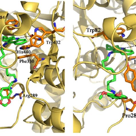 Docking Models Of Compound Enzyme Complex Representations Of Compound