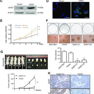 Ectopic Expression Of Gast Promoted Sgc Cell Proliferation In This