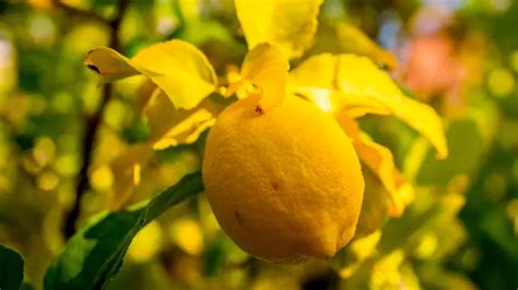 Yellowing Leaves On Citrus Trees Growing Guides Daltons