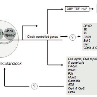 Schematic representation of the molecular clock and the pathways ...