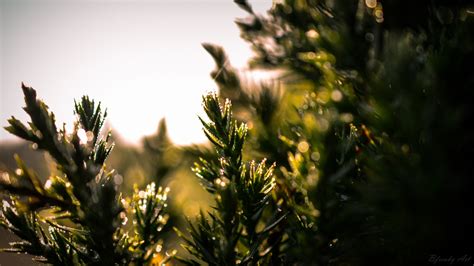 Wallpaper Sunlight Sunset Nature Sky Field Water Drops Branch