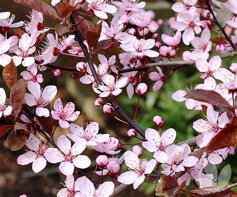 Prunus Cerasifera Nigra Black Ornamental Plum Trees Speciality Trees