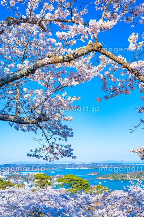 日本三景・松島 西行戻しの松公園 春の桜 松島湾（宮城県松島町）の写真素材 224143910 イメージマート