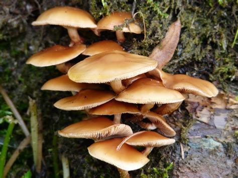 Mushroom Common Velvet Foot Rubble Free Photo On Pixabay