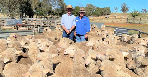 Boomey Park Goes One Better To Win Flock Ewe Field Day The Land Nsw