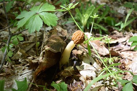 Early Morel Species Rmycology