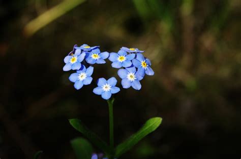 Forget Me Not Flower Meaning Spiritual Symbolism Color Meaning Mor