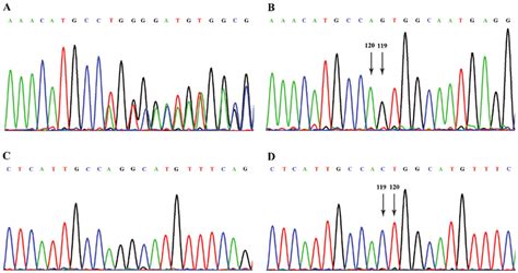 Sanger Sequencing Results From Dna Of The Probands Blood And From