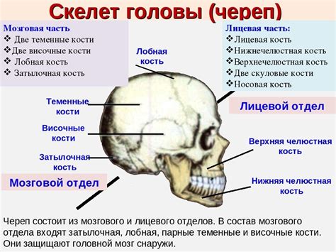 Назовите кости мозговой части черепа - Школьные Знания.com