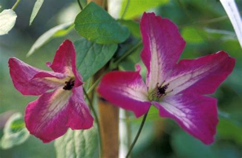 Clematis Viticella Minuet Rosenschule Ruf