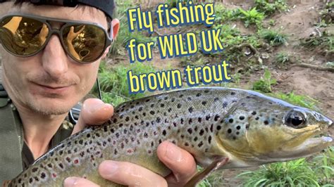 More Fly Fishing For UK Wild Brown Trout YouTube