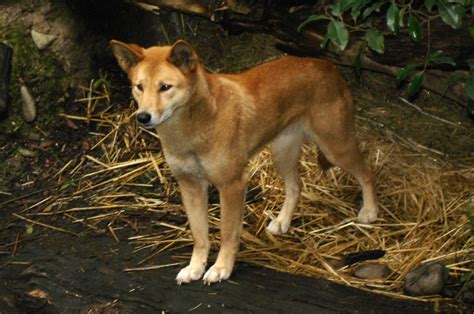 Dingo | The Life of Animals