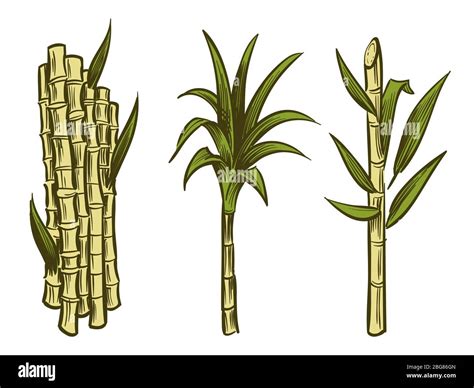 Sugar Cane Plants Of Collection Isolated On White Background Vector