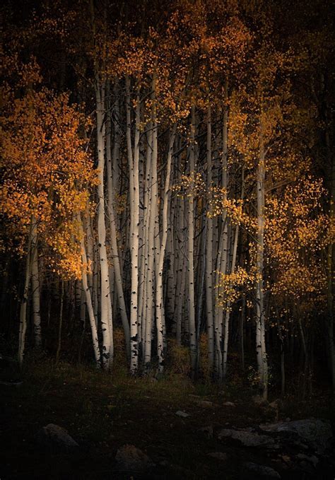 Fall Colorado Aspen Trees, Fall Aspens, Colorful Fall Trees, Fall Tree ...