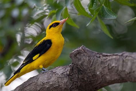 Fakta Fakta Menarik Seputar Burung Golden Oriole Haluan Lifestyle