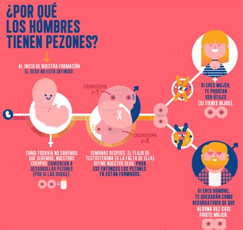 Por Qu Los Hombres Tienen Pezones Caracter Sticas