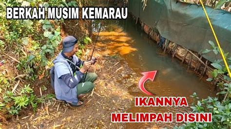 Berkah Musim Kemarau Mancing Wader Di Spot Dangkal Ikannya Melimpah