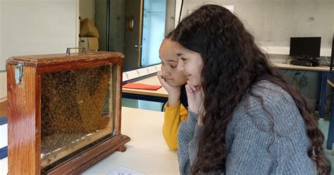 Atelier sur les abeilles Collège Laurent Mourguet