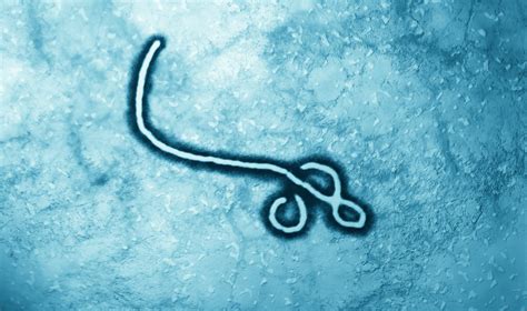 Researchers Unlock the Biomechanics of How the Ebola Virus Attaches to ...